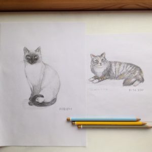 наброски кошек карандашом