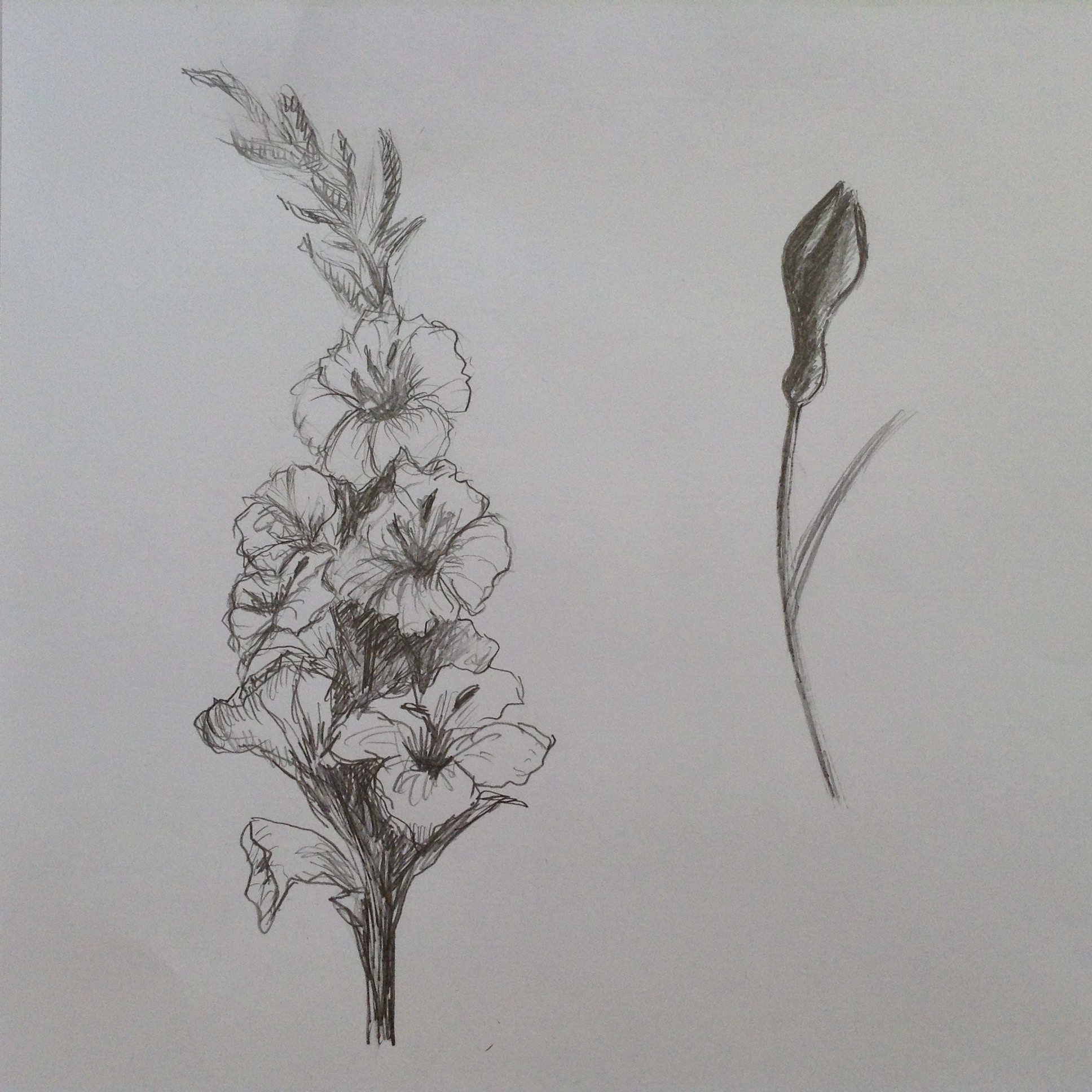 Натура растения. Зарисовки цветов. Зарисовки растений карандашом. Наброски цветов карандашом. Зарисовка цветок с натуры.
