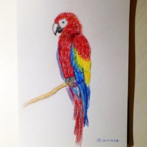попугай цветными карандашами